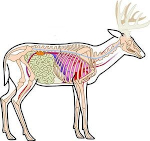 Commit to memory the position of a deer’s leg bone and shoulder (above); they don’t cover the lungs. Don’t aim 4 to 6 inches behind the front leg and low in the chest (below, red dots) because it typically results in a liver hit, or at best liver plus one lung. Instead, aim directly over the front leg, about one-third up from the belly line (green dots).