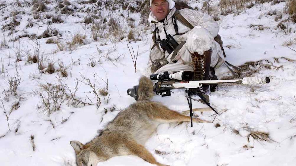 Why Bird Distress Calls Make Coyotes Come Running