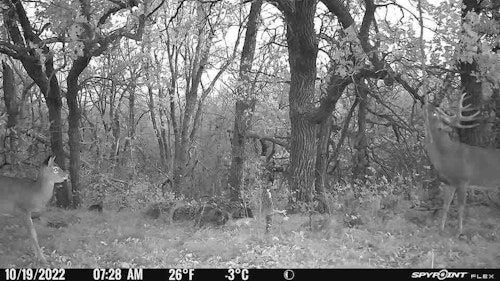 This photo shows a mature 5x5 buck interacting with a vine, which was tied in by the author. It was hanging vertically over a traditional scrape and served as a licking branch.