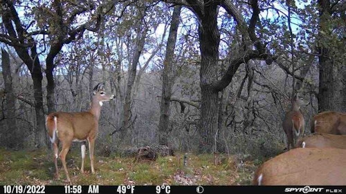 Sometimes trail cams reveal deer behavior that you wouldn't expect. Here, five whitetails are on their feet in mid-October at noon.