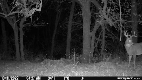 The SpyPoint Flex captures good nighttime images. This 5x5 was cruising and checking scrapes on Halloween morning. Other pics show him working the scrape and the vine.
