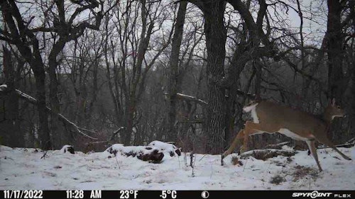 The SpyPoint Flex has a fast trigger. Distance from this trotting deer to camera is about 12 feet, and the Flex captured the action.
