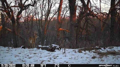 This big buck didn't interact with the vine or scrape, but he walked close enough to the SpyPoint Flex to trigger a photo. Distance from buck to camera is about 35 feet.