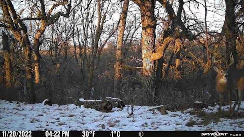 The author has a ladder stand overlooking this scrape and vine; shot distance from stand to scrape is 17 yards. In fact, this big 5x5 is looking directly at the ladder. That's one of the frustrating aspects to running cell trail cams; it shows you where you should have been sitting!