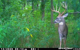 Head-On Shots: Are They Ever Okay for Whitetail Bowhunters?