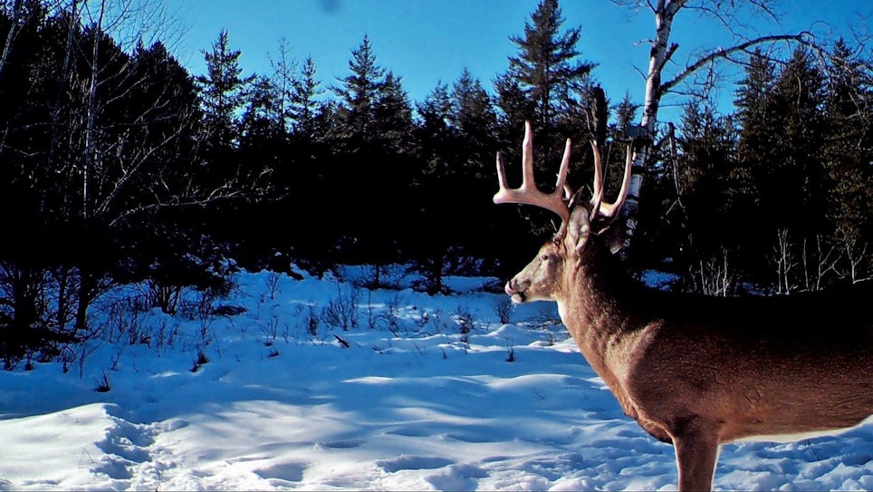Whitetail Video: Hunting the Second Rut