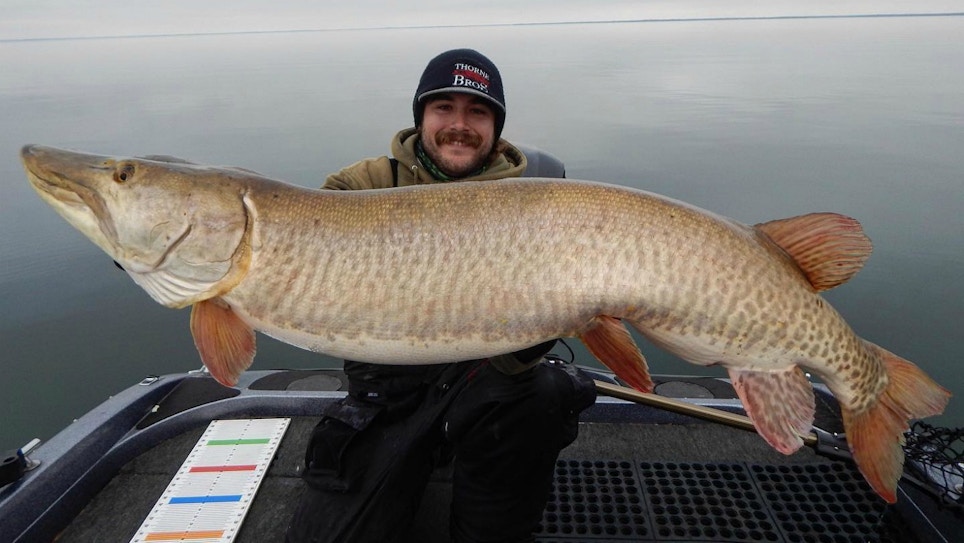Minnesota Angler Catches Two Massive Muskies Nearly Back to Back