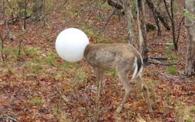 Deer With Head Caught In Light Globe Rescued