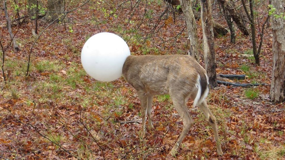 Deer With Head Caught In Light Globe Rescued