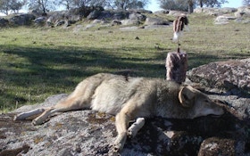 From The Readers: California Coyote Hunting