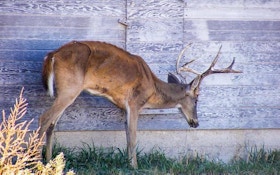 The New York Times drops report on how CWD is threatening deer