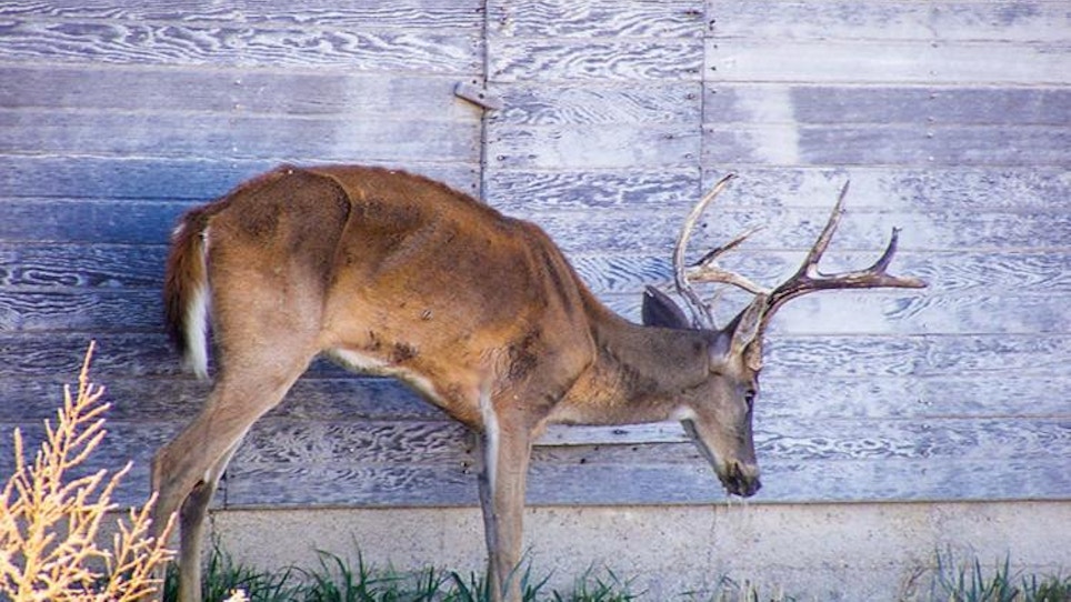 New Research Zeros in on How CWD is Spreading
