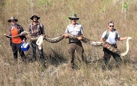 Another Terrifying Record Burmese Python Captured in Florida