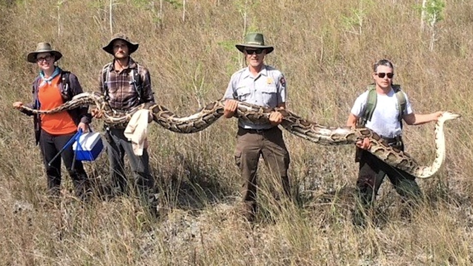 Another Terrifying Record Burmese Python Captured in Florida