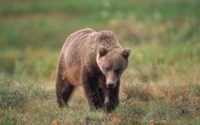 Grizzly bear hunting could soon return to the lower 48