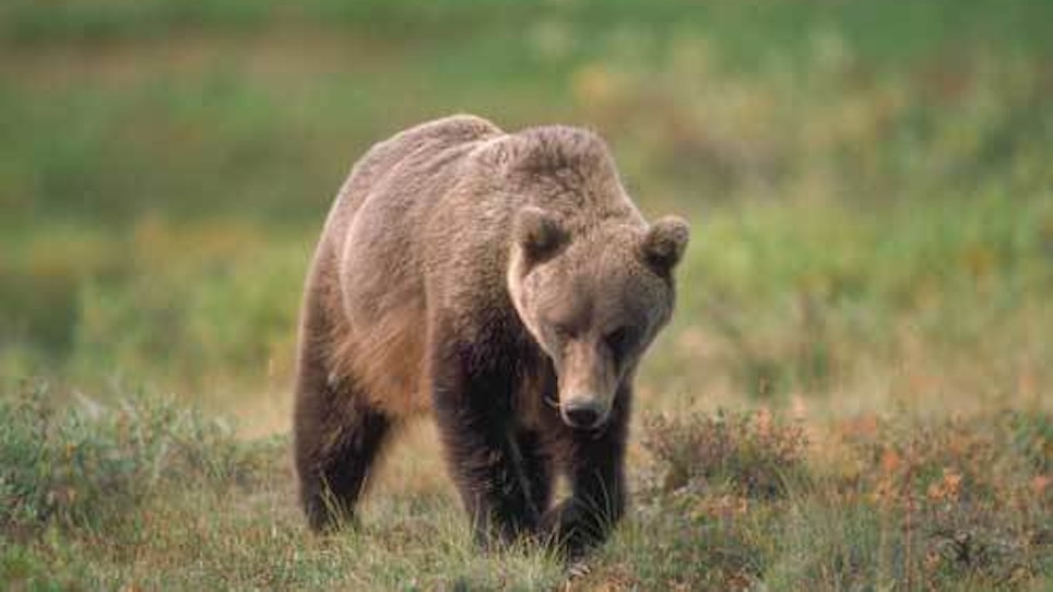 Grizzly bear hunting could soon return to the lower 48