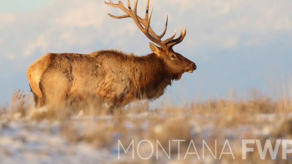 Feeling Lucky? 2018 Montana SuperTag Chances On Sale Now