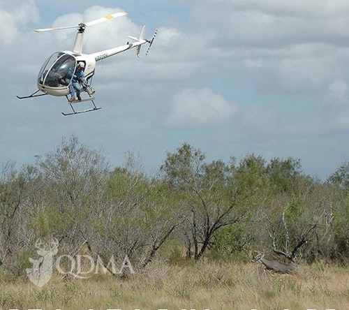 Firing nets from a helicopter is an effective capture method in southwest Texas. More than 2,500 unique bucks were captured for the study, most of them multiple times across several years of research.