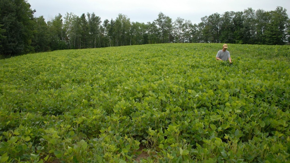 Food Plots: Why I’m Finished Planting Soybeans