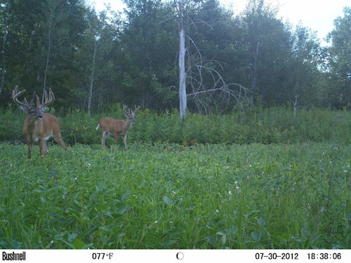 The author’s soybean food plots in Wisconsin drew many whitetails during summer, including some big bucks, but because the plots were small (quarter-acre to half-acre), deer consumed nearly all the soybean leaves before archery opener.