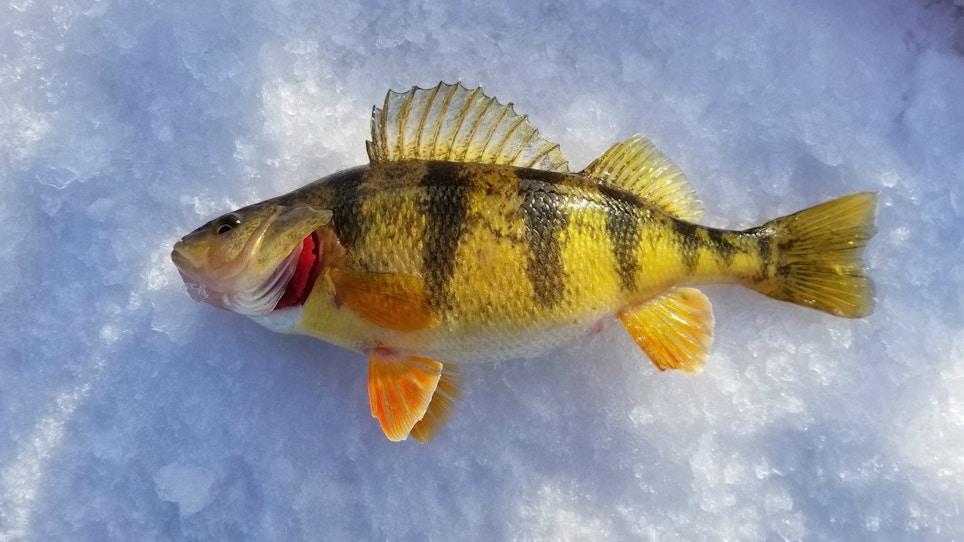 5 Ice Fishing Tips To Catch More Fish