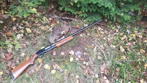 The author's hand-me-down Remington 870 loaded with No. 7.5 shot put meat back on the menu.