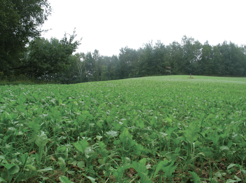 Food plot expert and Big Rack Trophy Products owner, Jeff Helmers, believes in planting blends designed to offer nutrition throughout the entire year. This plot is planted in Big Rack's Fall/Winter Extreme blend. Photo: Big Rack Trophy Products.