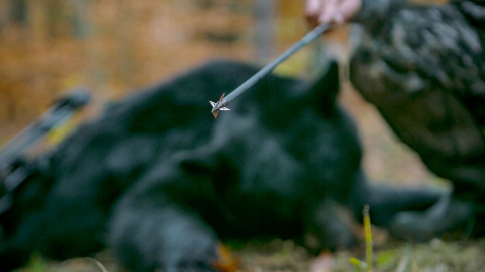 4 Best Fixed-Blade Broadheads for Under $40