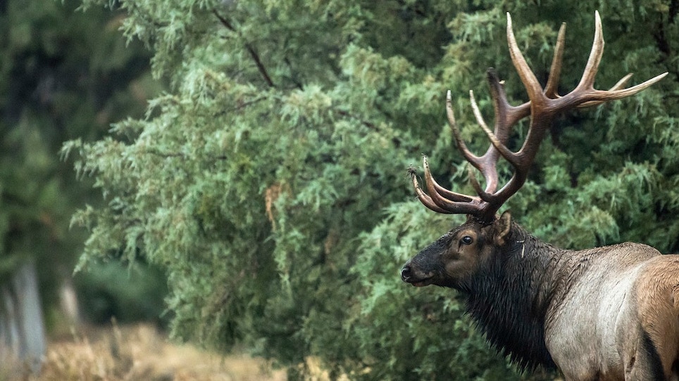 3 Overlooked Archery Tips for Public Land Elk