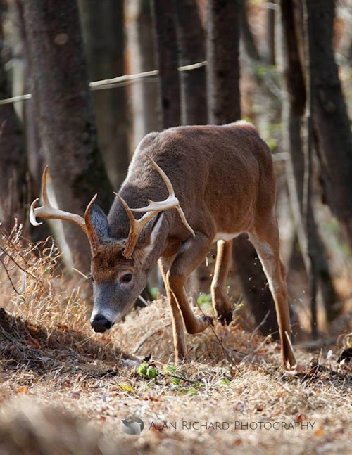 Alan Richard's photograph featuring a whitetail deer (pictured) was selected to be featured on the 2019 November/December issue of Whitetail Journal. Photo: Alan Richard 
