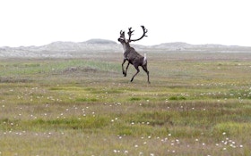 National Park Service Acknowledges Lingering Questions about Reindeer, Caribou and Flight