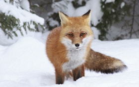 Use fox calling research to take more fur this year