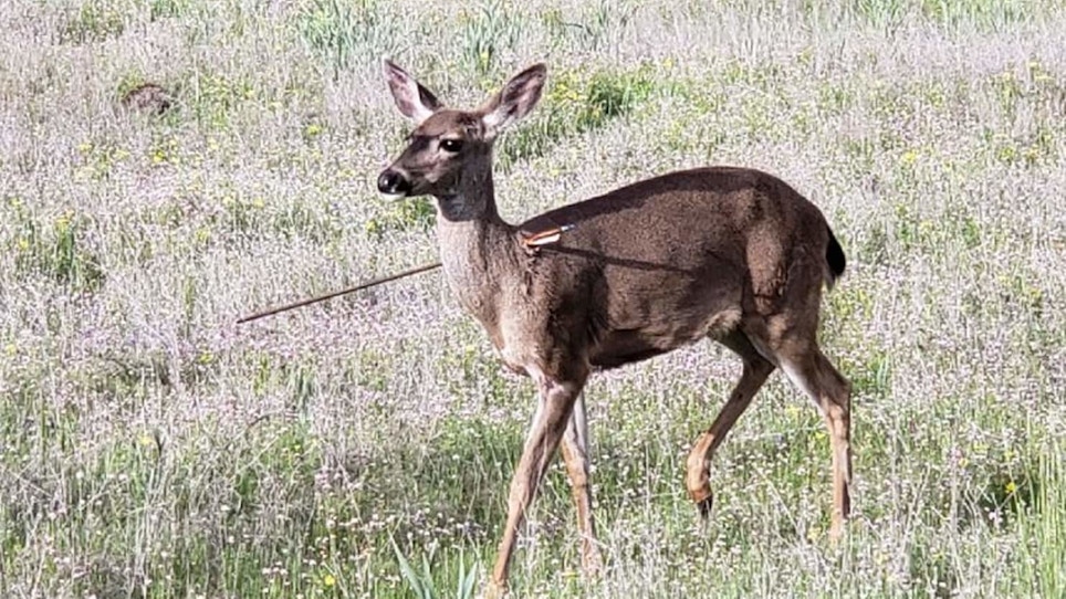 Oregon Hunters, Police Offer Reward for Information on Persons Responsible for Maimed Deer