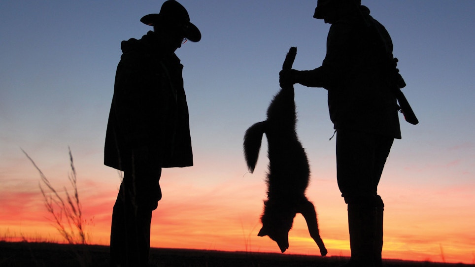 Does Shooting Coyotes Affect Deer Populations?