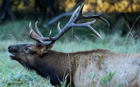 Breaking News: Oregon Bowhunter Killed by Wounded Elk