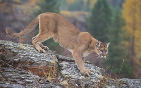 New Mexico Man Keeps Road Kill Mountain Lion As Trophy