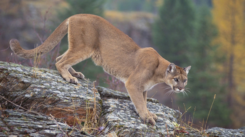 New Mexico Man Keeps Road Kill Mountain Lion As Trophy