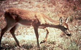 Man Charged With Killing Endangered Key Deer