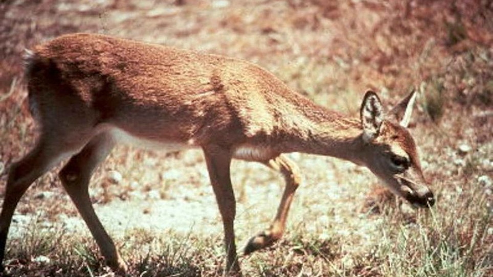 Man Charged With Killing Endangered Key Deer