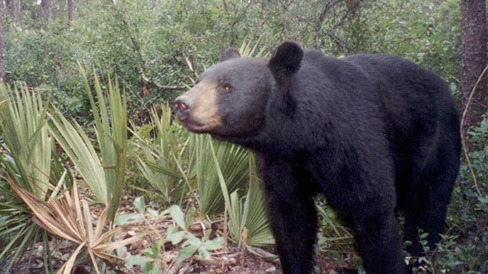 Florida Wildlife Commissioners To Discuss Bear Hunt