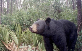 Amid Protests, Bear Hunt Begins In Florida