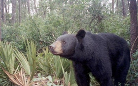 Florida Bear Hunt Ends After 2 Days