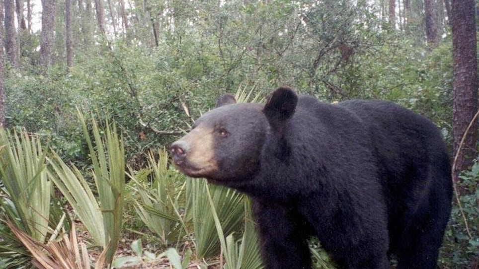Florida Bear Hunt Ends After 2 Days