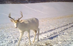 VIDEO: Albino whitetail buck sheds its antlers on film