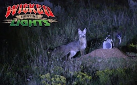 VIDEO: Wicked Lights Night Hunting Fox With Predator Pursuit