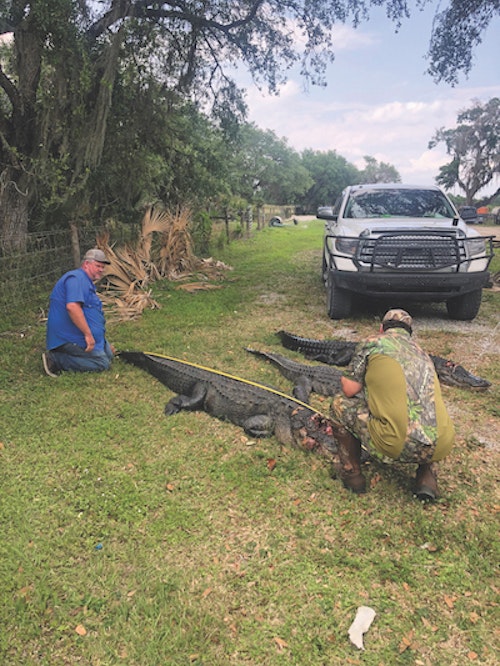 The largest of the alligators taped out at 11 feet, 6 inches long. The team's guide said it was probably 45 to 50 years old. A basketball-size portion of its lower jaw was missing — the result of doing battle with another gator.