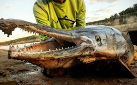 Fighting Dinosaurs — Alligator Gar — on Hook and Line