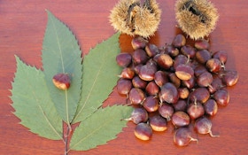 Chestnut Facts for Deer Hunters