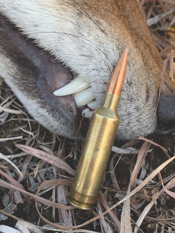 The .22-250 Rem. is favored by many Western predator hunters for its ballistic muscle and the wide range of bullet choices available.