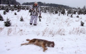 How to Call and Kill More Eastern Coyotes